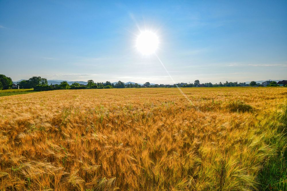 Sun shining over a golden barley field
